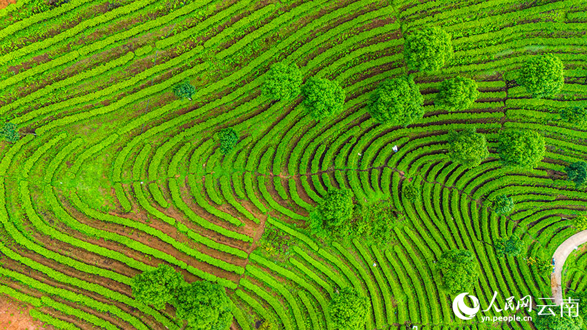 Pemandangan Udara Kebun Teh Berteres di Yunnan Bak Cap Jari