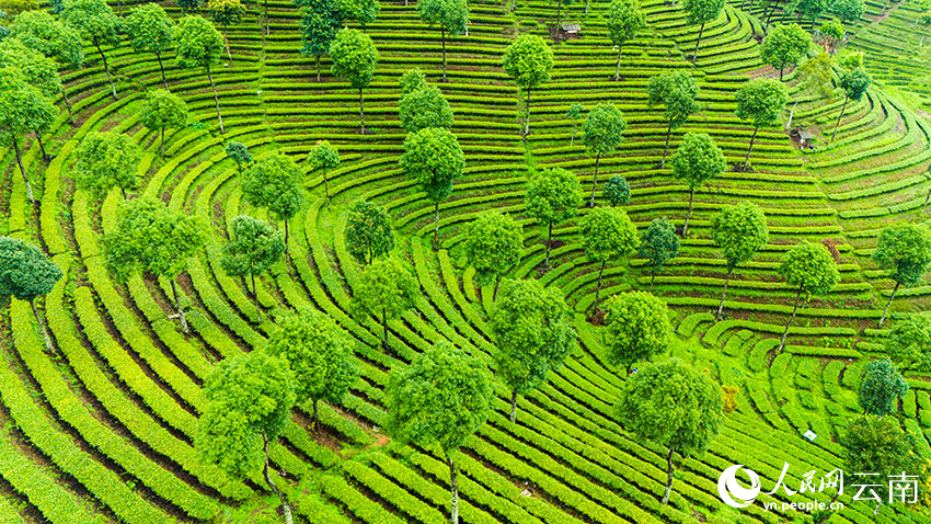 Pemandangan Udara Kebun Teh Berteres di Yunnan Bak Cap Jari