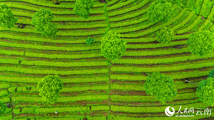 Pemandangan Udara Kebun Teh Berteres di Yunnan Bak Cap Jari