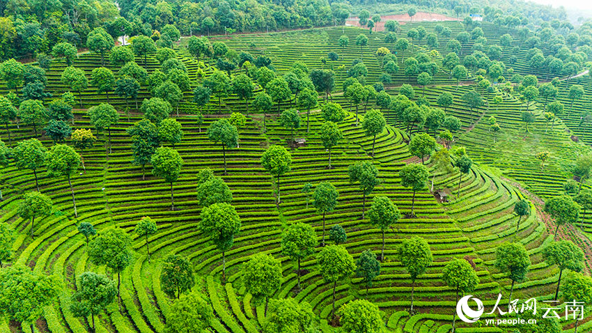 Pemandangan Udara Kebun Teh Berteres di Yunnan Bak Cap Jari