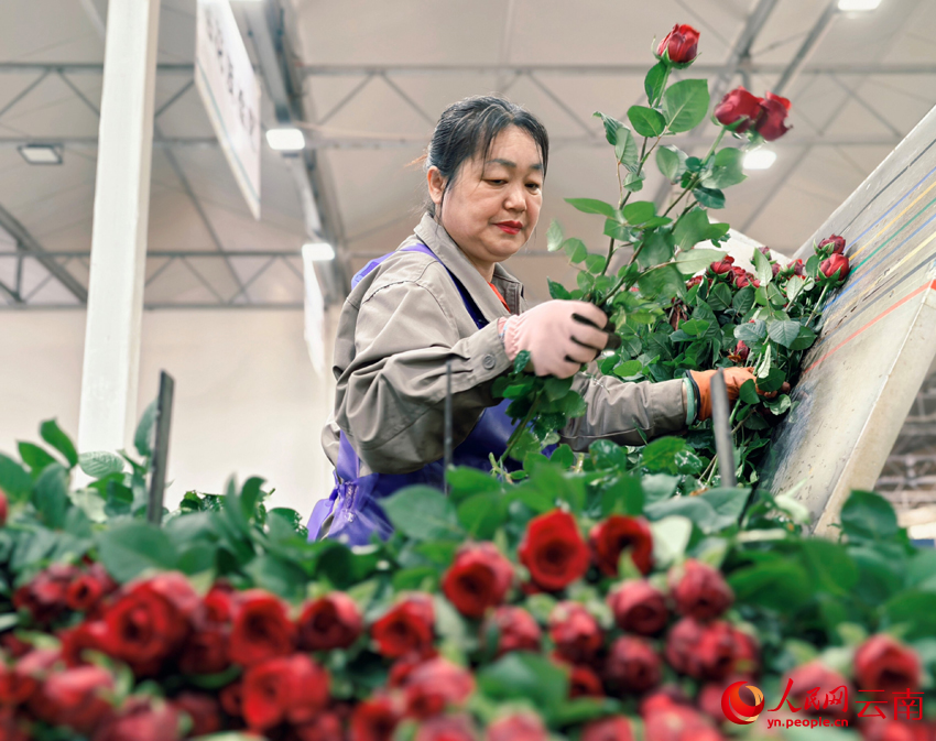 Bunga Keratan Segar Lonjak Pendapatan Pekebun di Yunnan