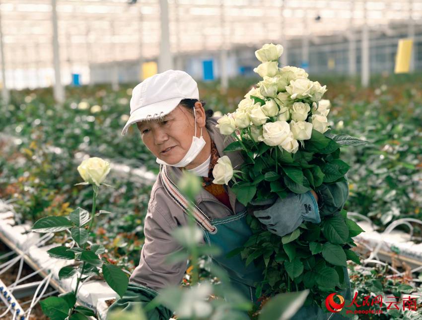 Seorang pekebun memetik bunga di sebuah taman industri bunga moden di bandar Lijiang, Provinsi Yunnan, barat daya China. (People’s Daily Onine/Yin Xin)