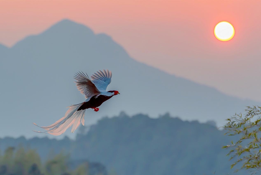 Foto memperlihatkan burung pegar perak di kampung Fengtian, perbandaran etnik She, bandar Yong’an, bandar bertaraf kaunti di bawah bandar Sanming di Provinsi Fujian, tenggara China. (Foto oleh People’s Daily Online)