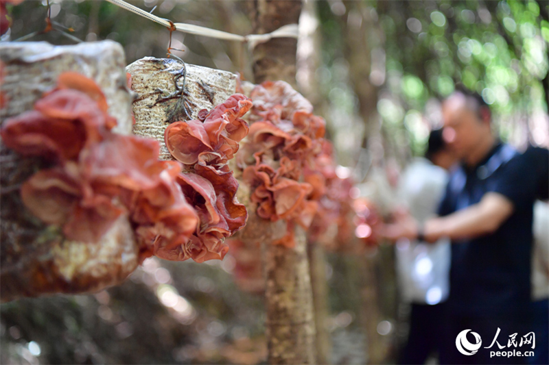 Foto menunjukkan cendawan telinga kera yang ditanam di Ladang Hutan Xujiang, kaunti Guangchang, bandar Fuzhou, provinsi Jiangxi, timur China. (People's Daily Online/Shi Yu)