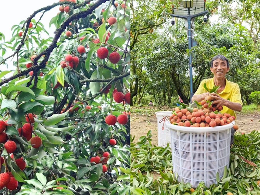 Seorang petani tersenyum sambil memegang laici yang baru dituai di kebun Gongyuan di pekan Genzi, Gaozhou, bandar bertaraf kaunti di bawah Maoming di Provinsi Guangdong, selatan China. (People’s Daily Online/Tu Sheng)