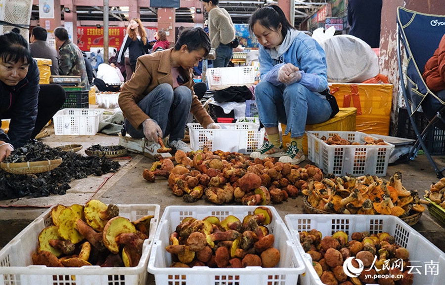 Foto menunjukkan beraneka macam cendawan liar di Pusat Perdagangan Cendawan Liar Mushuihua di Kunming, provinsi Yunnan, barat daya China. (People's Daily Online/Zeng Zhihui)