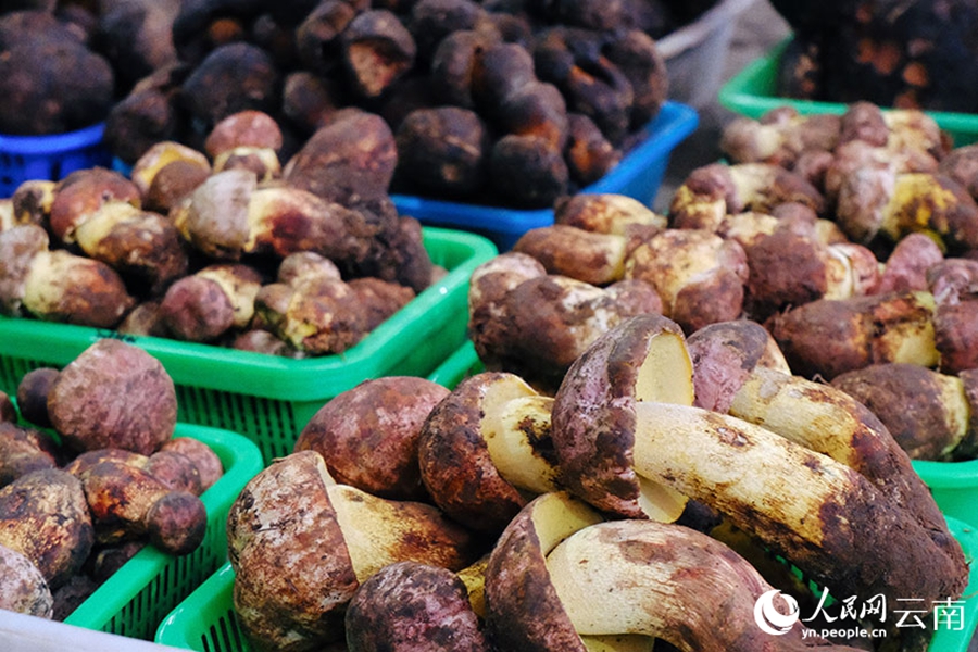 Musim Hujan, Musim Cendawan Liar Yunnan