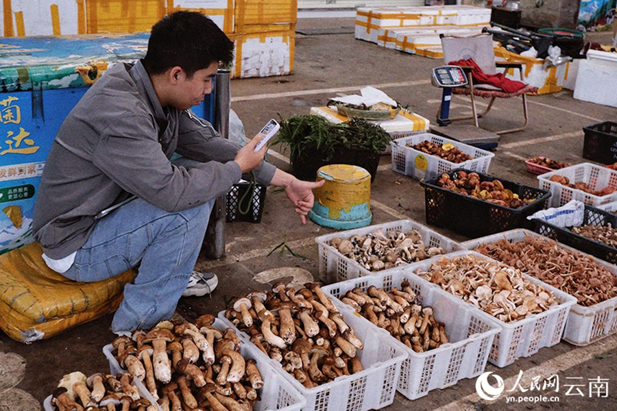 Musim Hujan, Musim Cendawan Liar Yunnan