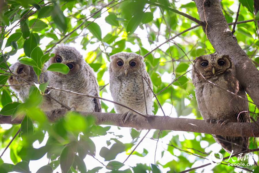 Kelibat Burung Hantu Jampuk Kelihatan di Xiamen