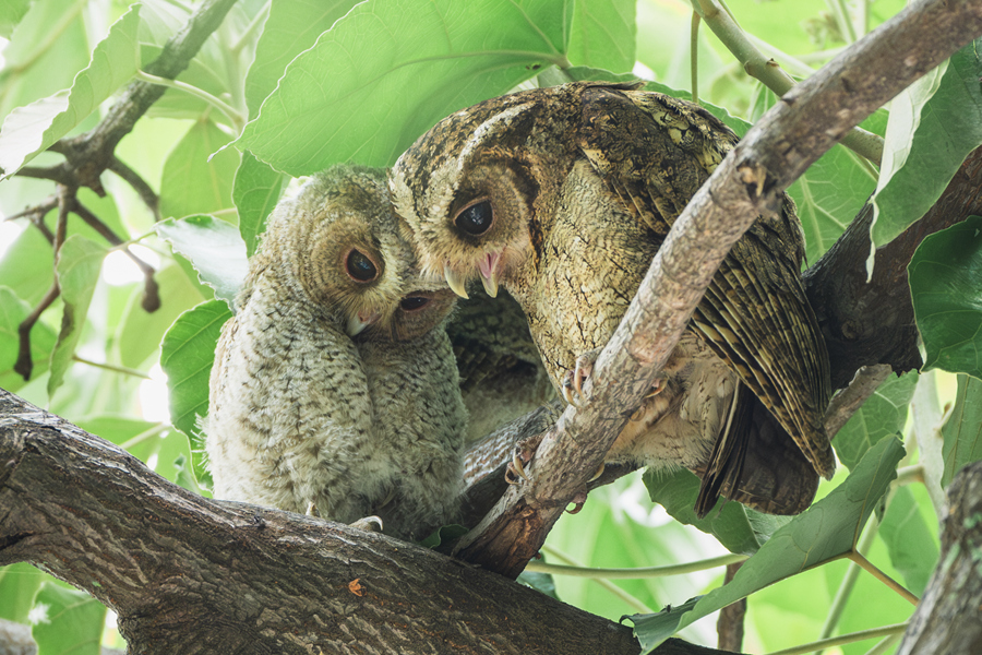 Kelibat Burung Hantu Jampuk Kelihatan di Xiamen