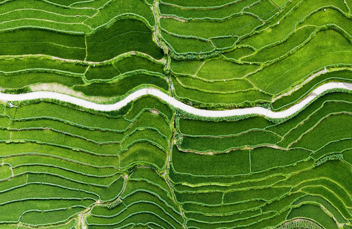 Sungai Lancang: Pemandangan Ladang Teres Musim Panas dari Udara