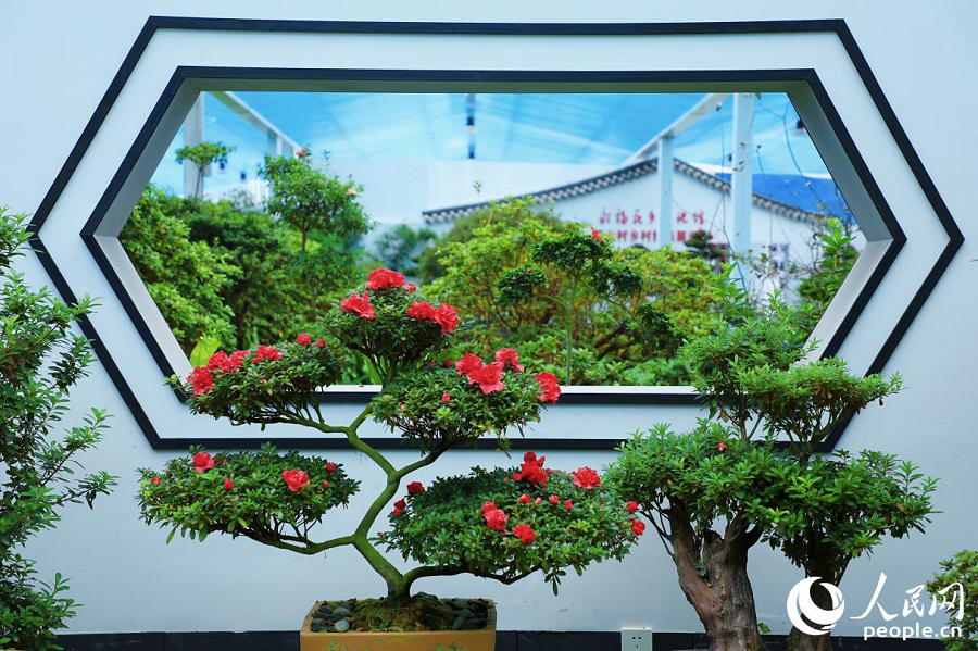 Azalea Jana Kekayaan Buat Pekan Kecil di Barat Fujian