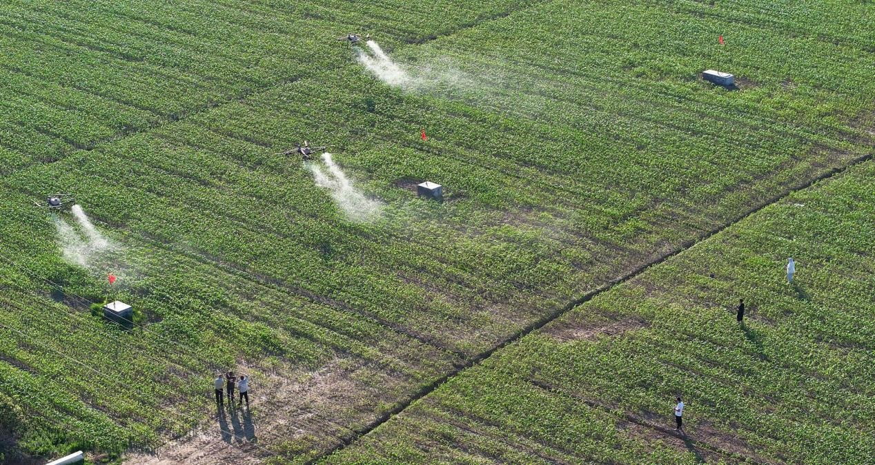 Juruteknik menyembur racun perosak di sebuah ladang jagung dengan menggunakan dron di kampung Zhangxu, kaunti Wuhe, Bengbu, Provinsi Anhui di timur China. (People’s Daily Online/Li Xiangqian)