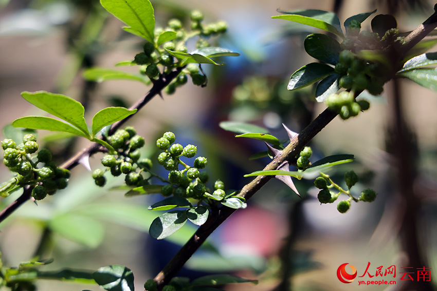 Foto menunjukkan pokok lada Sichuan di kampung Hongshiyan, perbandaran Baogunao, kaunti Qiaojia, bandar Zhaotong, Provinsi Yunnan di barat daya China. (People’s Daily Online/Xu Qian)