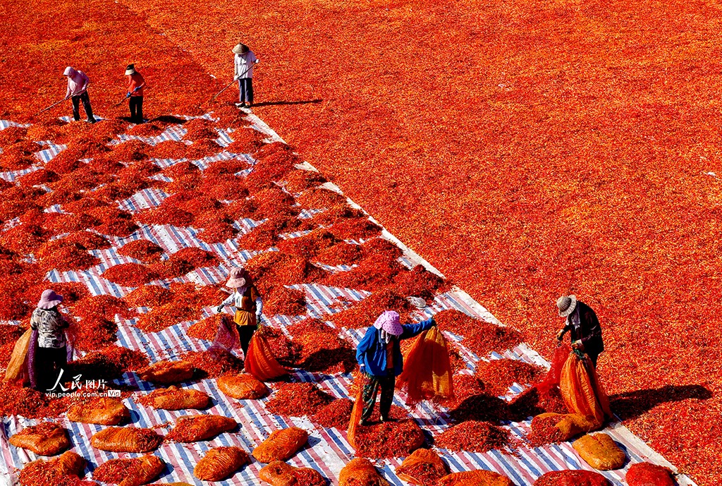 Petani di Bozhou Keringkan Cili Merah di Bawah Matahari