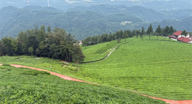 Kebun Teh di Hubei Berkembang Mekar, Jadi Destinasi Pelancong