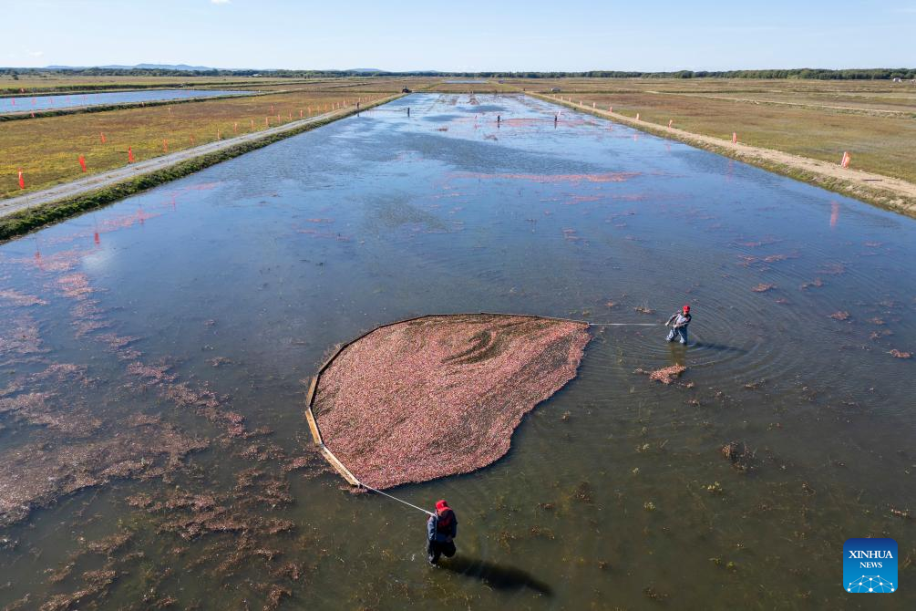Kemeriahan Pesta Tuaian Kranberi di Fuyuan