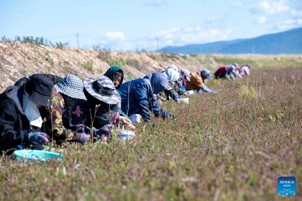 Kemeriahan Pesta Tuaian Kranberi di Fuyuan