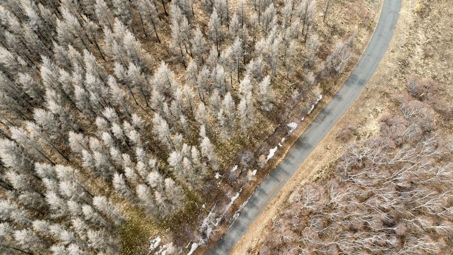 Foto yang diambil menggunakan dron pada 4 April 2024 ini memperlihatkan pemandangan Rizab Alam Semula Jadi Daqingshan di Hohhot, Wilayah Autonomi Mongolia Dalam di utara China. (Xinhua/Bei He)