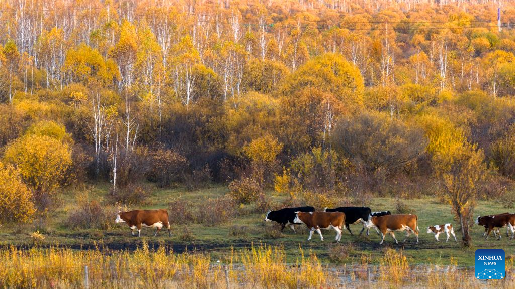 Foto dron bertarikh 28 September 2025 ini memaparkan pemandangan musim luruh di Hulur Buir, wilayah autonomi Mongolia Dalam, utara China. (Xinhua/Ma Jinrui)