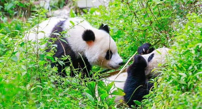 Sichuan Pergiat Pembangunan Taman Negara Panda Gergasi