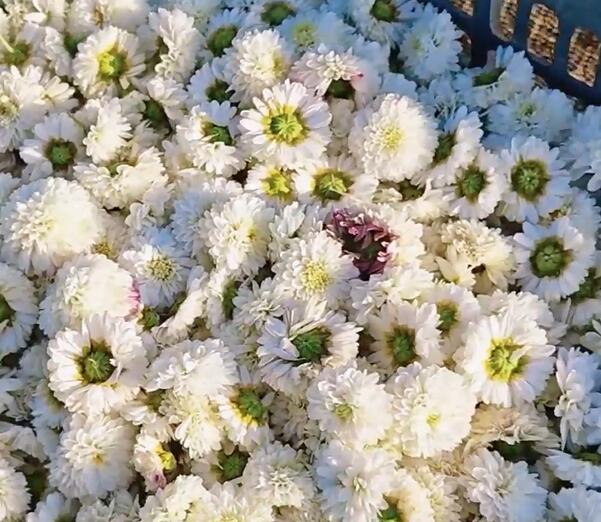 Foto menunjukkan bunga kekwa putih asli yang baru dipetik, iaitu sebagai sebahagian daripada inisiatif ekologi yang dilancarkan untuk meningkatkan pendapatan individu sambil menghentikan pengembangan Gurun Taklimakan di Wilayah Autonomi Uygur Xinjiang, barat daya China.