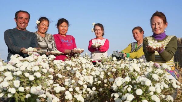 Pekebun tersenyum riang tatkala mendapat hasil bunga kekwa yang melimpah-ruah di Gurun Taklimakan, Wilayah Autoonomi Uygur Xinjiang, di barat laut China. (Foto oleh Abudula Maimaitiming)