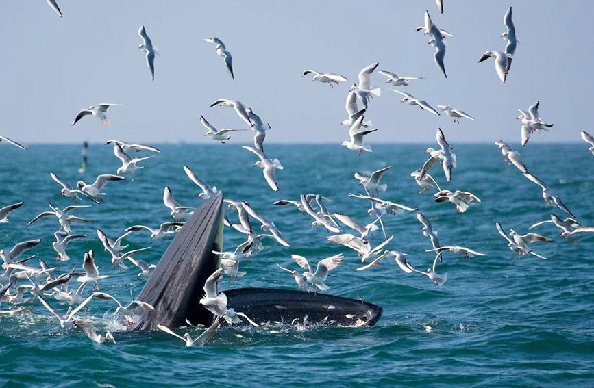 Imej paus Bryde berdekatan Pulau Weizhou di Wilayah Autonomi Zhuang Guangxi, selatan China. (Foto ihsan daripada penganjur acara)