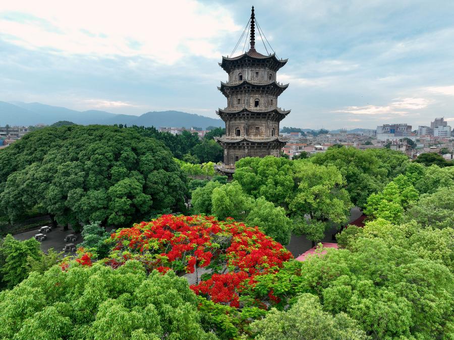 Sebuah foto sudut udara yang diambil menggunakan dron pada 21 Mei 2025 ini memperlihatkan Pagoda Zhenguo Kuil Kaiyuan di Quanzhou, Provinsi Fujian, di tenggara China. Terletak di sepanjang garis pinggir laut Provinsi Fujian, Quanzhou merupakan salah satu pelabuhan terbesar dunia di sepanjang Jalan Sutera Maritim semasa tempoh Dinasti Song (960-1279) dan Dinasti Yuan (1271-1368) China purba.