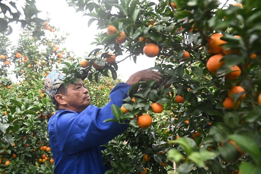 Seorang penduduk kampung memetik oren mandarin ‘Shatangju’  di kampung Tongfu, daerah Xixiangtang, Nanning, Wilayah Autonomi Guangxi di selatan China pada 5 Januari 2024. (Xinhua/Lu Boan)