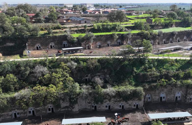 Kediaman Gua Dihidupkan Semula Sebagai Kandang Lembu