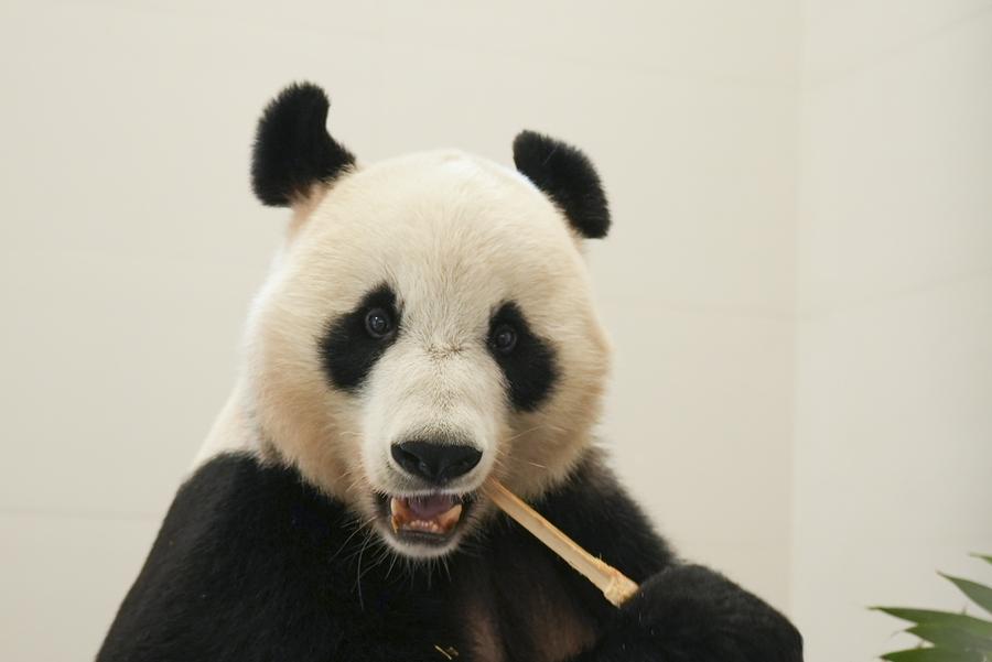 Seekor panda gergasi sedang menikmati buluh selepas berpindah ke pangkalan Mianyang di Pusat Pemuliharaan dan Penyelidikan China untuk Panda Gergasi di Provinsi Sichuan pada 4 November 2025. (Xinhua)