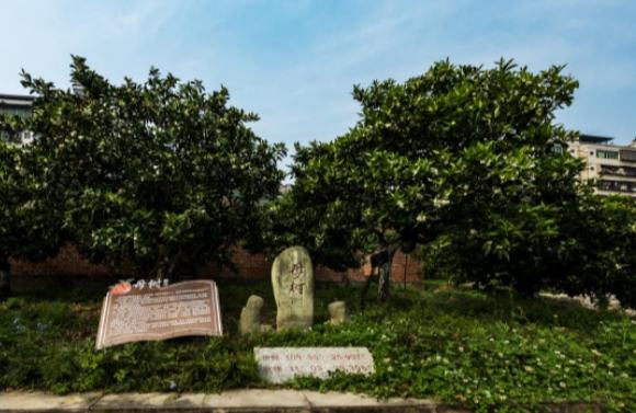 Oren Navel Dari Chongqing Lebarkan Sayap di Pentas Global