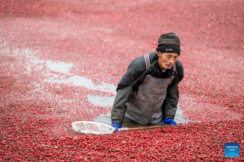 Seorang pekerja sedang menuai kranberi di pangkalan penanaman kranberi di Bandar Fuyuan, Provinsi Heilongjiang, timur laut China pada 6 November 2025. (Xinhua/Zhang Tao)