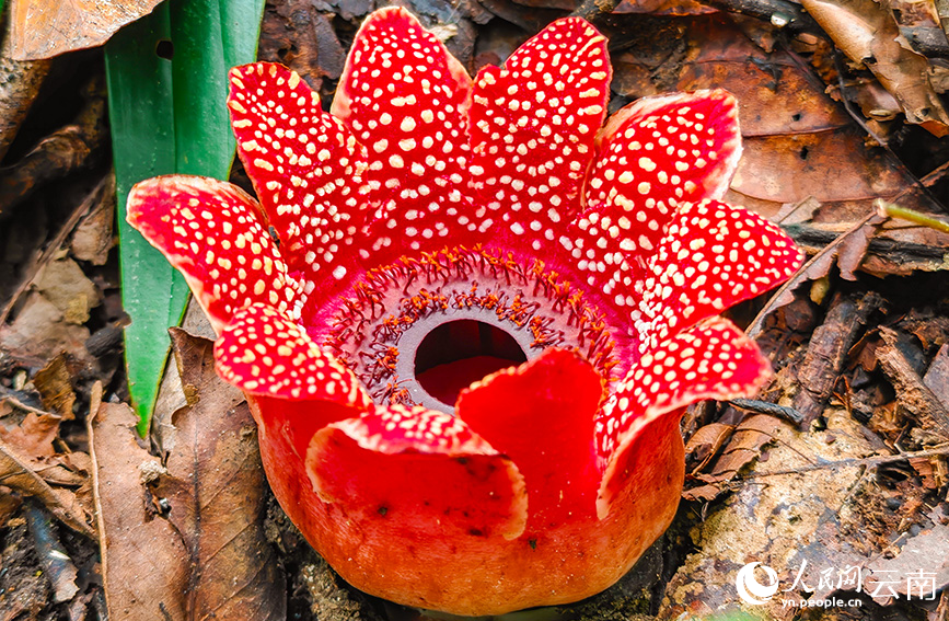 Bunga Parasit Sapria Himalayana Ditemui Semula di Gunung Jingmai
