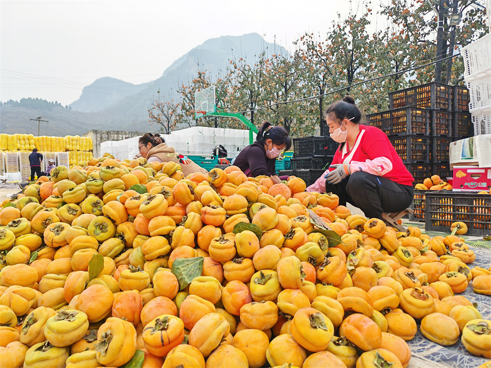 Industri Pisang Kaki Subur di Kaunti Shunping