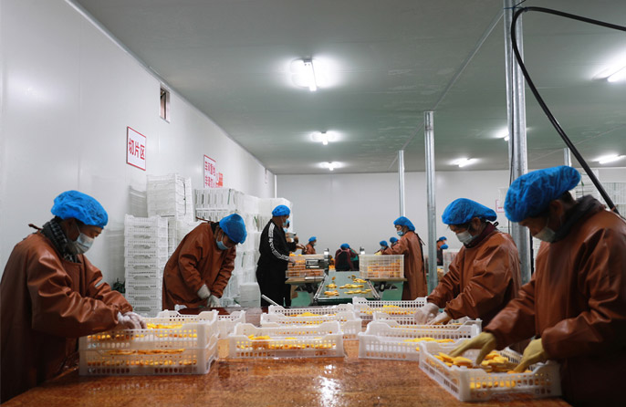 Industri Pisang Kaki Subur di Kaunti Shunping