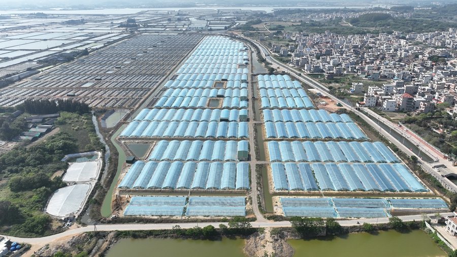 Foto memperlihatkan projek penternakan udang di sebuah bengkel di pekan Xingchen, kaunti Dongshan, bandar Zhangzhou, Provinsi Fujian, tenggara China. (Imej ihsan Jabatan Publisiti Jawatankuasa Kaunti Dongshan Parti Komunis China)