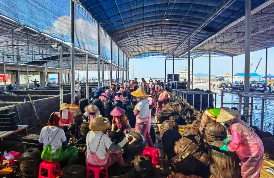 Penternak sedang mengisih abalone di sebuah bengkel di kaunti Dongshan, bandar Zhangzhou, Provinsi Fujian di tenggara China. (Imej ihsan Jabatan Publisiti Jawatankuasa Kaunti Dongshan Parti Komunis China)