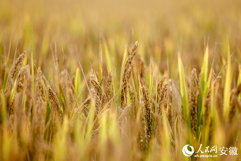 Foto memperlihatkan beras pulut di Huaiyuan, bandar Bengbu, Provinsi Anhui di timur China. (People’s Daily Online/Tao Tao)