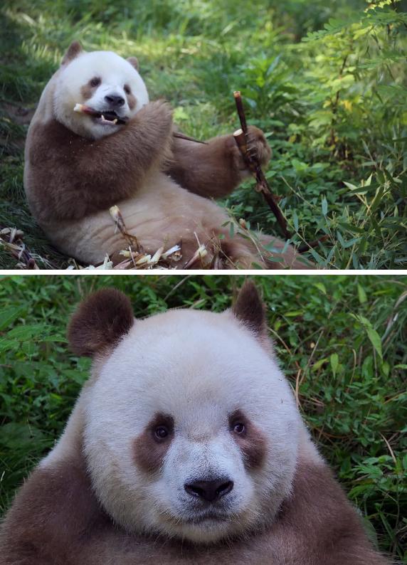 Qizai, satu-satunya panda gergasi berwarna coklat kurungan di dunia. (Foto dari akaun rasmi WeChat pentadbiran ruang angkasa Xi’an)