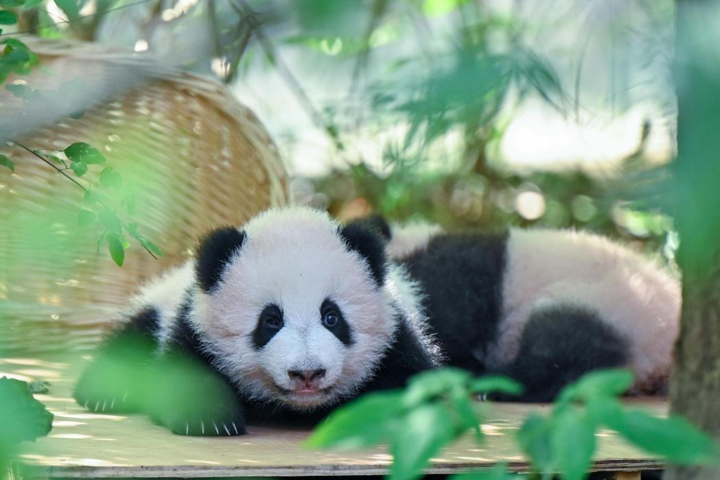 Imej bertarikh 24 September 2025 ini menunjukkan panda gergasi yang baru lahir di Pangkalan Penyelidikan Pembiakan Panda Gergasi Chengdu. (Foto oleh Chen Yusheng)