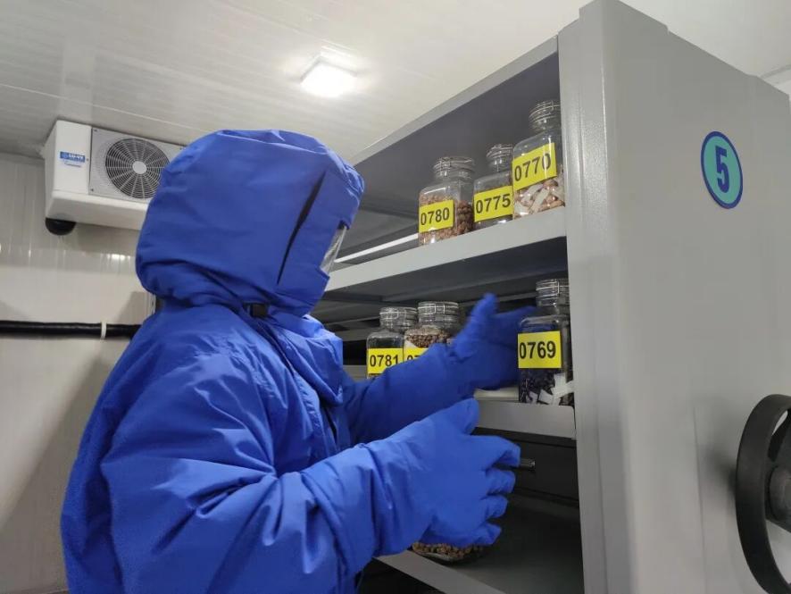 Seorang petugas Pusat Sumber Germplasma Tumbuhan Liar Kebangsaan untuk Taman Botani Chenshan sedang menyimpan benih dalam simpanan sejuk.