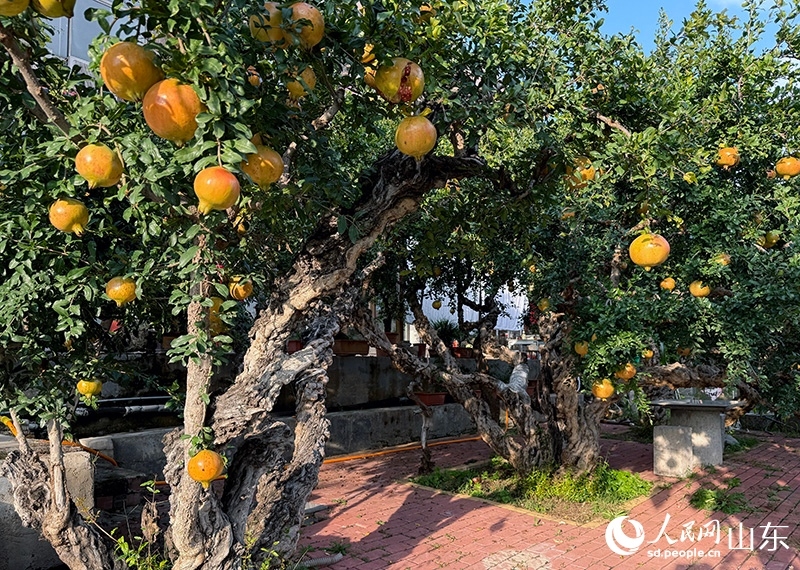 Foto menunjukkan pokok delima di Zaozhuang, Provinsi Shandong di timur China. (People’s Daily Online/Liu Qi)