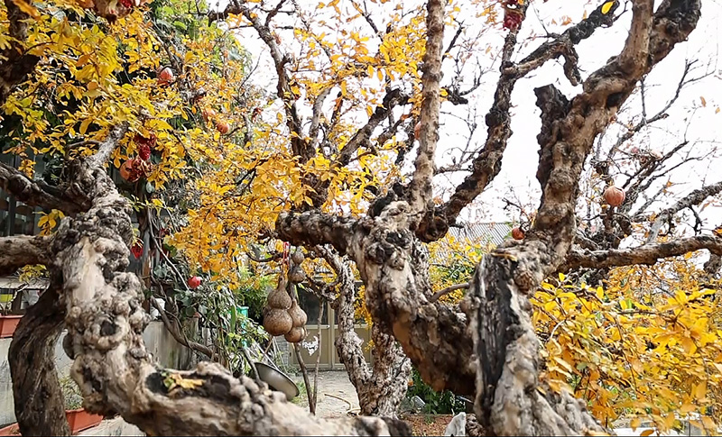 Foto menunjukkan ranting pokok delima yang hampir tidak berdaun. (Foto oleh Liu Dawei)
