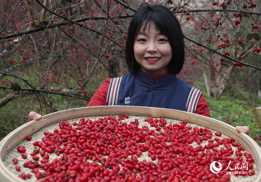 Musim Menuai Buah-Buahan Perubatan Bermula di Henan