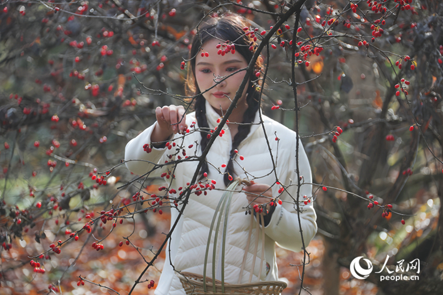 Musim Menuai Buah-Buahan Perubatan Bermula di Henan