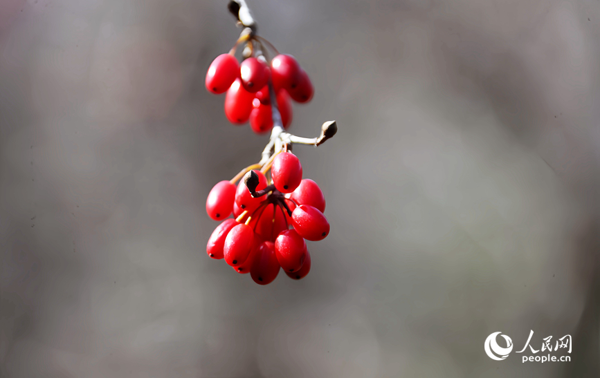 Musim Menuai Buah-Buahan Perubatan Bermula di Henan
