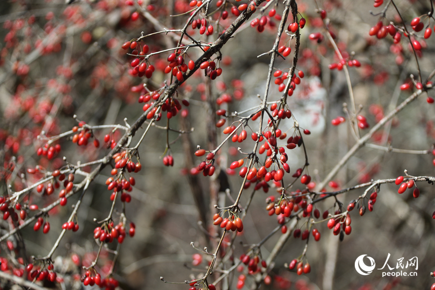 Musim Menuai Buah-Buahan Perubatan Bermula di Henan