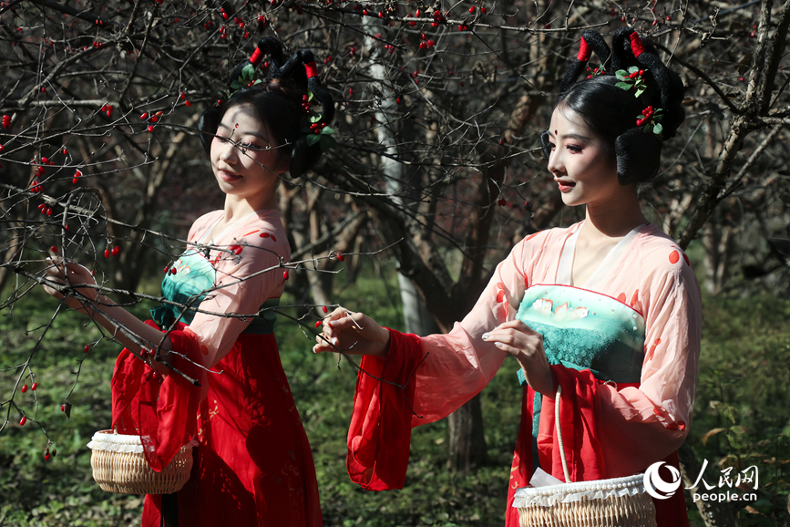 Musim Menuai Buah-Buahan Perubatan Bermula di Henan